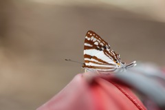 Dodona deodata