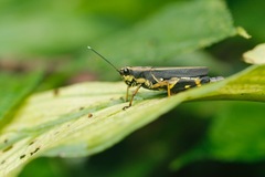 Traulia azureipennis