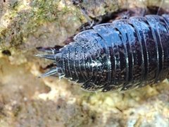 Porcellionides sexfasciatus
