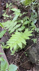 Diplazium esculentum