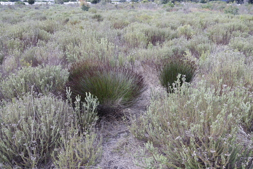 Elegia tectorum