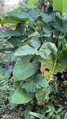 Xanthosoma