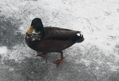 Anas platyrhynchos domesticus