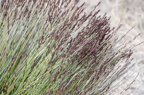 Elegia tectorum