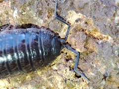 Porcellionides sexfasciatus