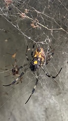 Nephilengys malabarensis