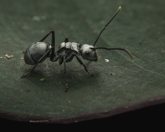 Polyrhachis schlueteri