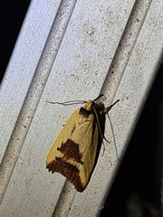 Ageletha hemiteles