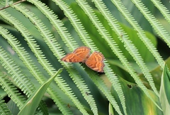Junonia hedonia ida