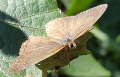 Paryphthimoides poltys