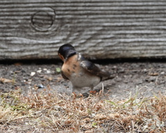 Hirundo neoxena carteri
