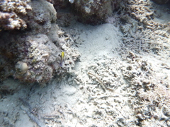 Pseudochromis flavivertex