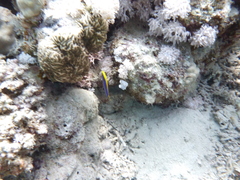 Pseudochromis flavivertex