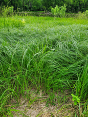 Carex aquatilis