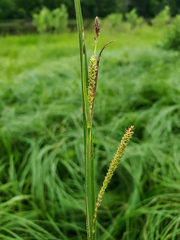Carex aquatilis