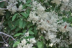 Iresine cassiniiformis