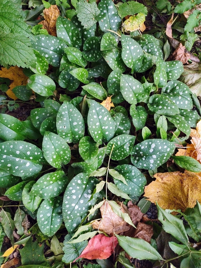 Pulmonaria officinalis, 43-450 Ustroń, Polska