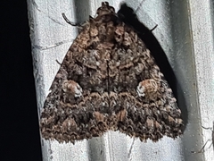 Condica aroana