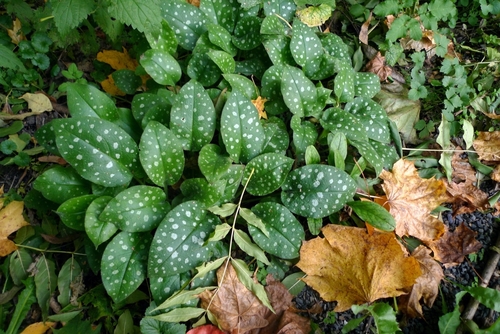 Pulmonaria officinalis