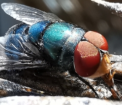 Chrysomya megacephala
