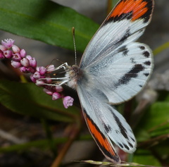 Colotis euippe omphale