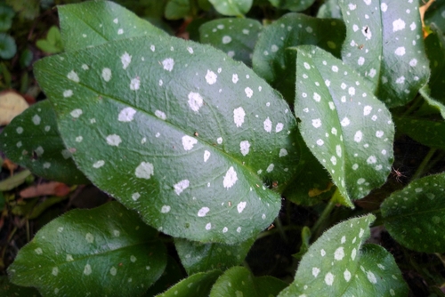 Pulmonaria officinalis