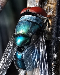 Chrysomya megacephala