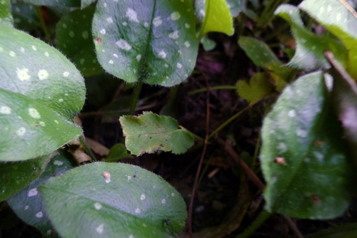 Pulmonaria officinalis