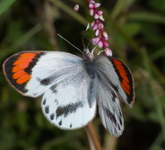 Colotis euippe omphale