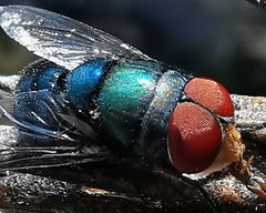 Chrysomya megacephala