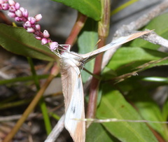Colotis euippe omphale