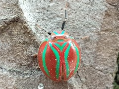 Hemisphaerius coccinelloides