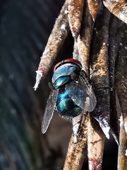 Chrysomya megacephala