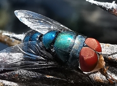 Chrysomya megacephala