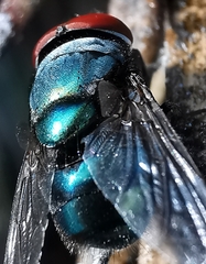 Chrysomya megacephala