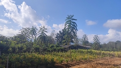 Zanthoxylum myriacanthum