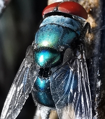 Chrysomya megacephala