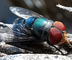 Chrysomya megacephala
