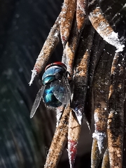 Chrysomya megacephala