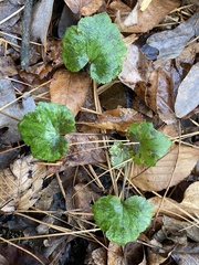 Tiarella cordifolia