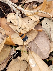 Calopteron discrepans