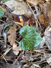 Tiarella cordifolia