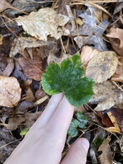 Tiarella cordifolia