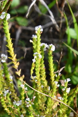 Euphrasia maximowiczii