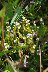 Euphrasia maximowiczii