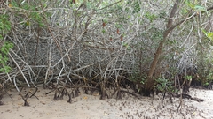 Rhizophora mangle
