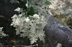 Iresine cassiniiformis