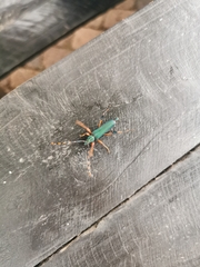 Litopus latipes dispar