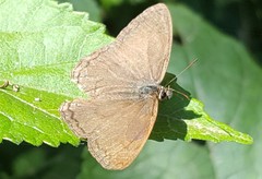 Paryphthimoides poltys