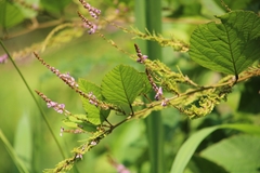 Pleurolobus gangeticus
